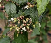 Clerodendrum trichotomum fargesii - Clerodendrum trichotomum  - 2