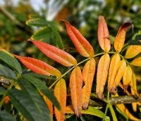 Sorbus 'Dodong' - Lijsterbes 'Dodong' - 1