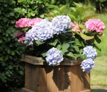 Hydrangea Forever&Ever blue
