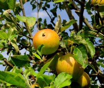Malus domestica 'Cox d' Orange Pippin'