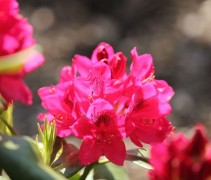 Rhododendron Nova Zembla 