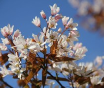 Amelanchier arborea 'Robin Hill' bloesem