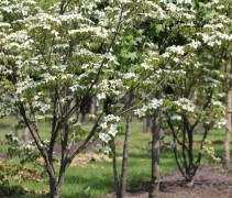 Cornus kousa 'China Girl' 