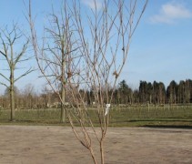Japanse grootbloemige kornoelje 'milky way' jonge boom 175/200cm in C20 container (kuip)
