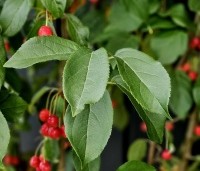 Malus 'Street Parade' - Sierappel - 1