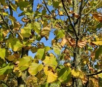 Corylus colurna - Turkse hazelaar - 2