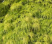 Acer palmatum 'Dissectum' - Japanse esdoorn 'Dissectum' - 2