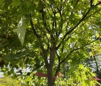 Acer shirasawanum 'Jordan' - Japanse Goud-Esdoorn 'Jordan' - bladkleur in augustus