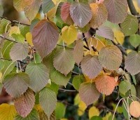 Davidia involucrata - Vaantjesboom - herfstkleuren eind oktober