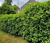 Prunus laurocerasus 'Rotundifolia'  - Laurierkers 'Rotundifolia'  - 1