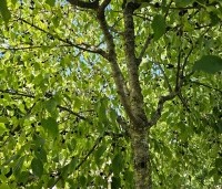 Rhamnus cathartica - Wegedoorn - 2