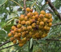 Sorbus aucuparia - Lijsterbes - 3