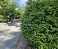 Taxus baccata - Venijnboom - 3