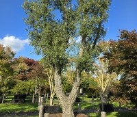 Quercus suber - Kurkeik - 2