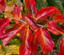 parrotia persica herfstrood
