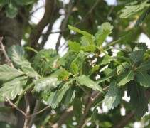 Quercus x Turneri 'Pseudoturneri'