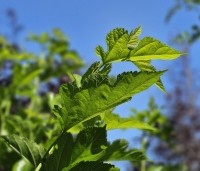 Morus alba - Moerbei - blad van de witte moerbei in juni