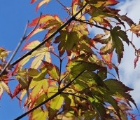 Acer palmatum 'Tsumabeni' - Acer palmatum 'Tsumabeni' Japanse kleinbladige esdoorn - 1