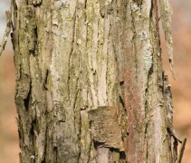 Cercidiphyllum japonicum oude stam