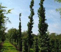 Zomereik, zuilvorm jonge bomen