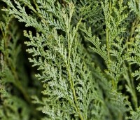 Chamaecyparis lawsoniana 'Columnaris' - Blauwe Californische cypres - 2