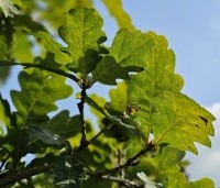 Quercus petraea - Wintereik - 1