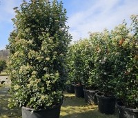 Viburnum tinus - Sneeuwbal - 5