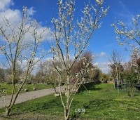Prunus dom. 'Reine Claude Verte' - Prunus dom. 'Reine Claude Verte' - 1