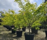 Gleditsia triacanthos 'Sunburst' - Valse christusdoorn - 4
