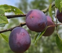 Prunus dom. 'Belle de Louvain' - Prunus dom. 'Belle de Louvain' - 2