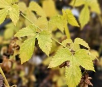 Humulus lupulus 'Nordbrau' - Hopplant voor bierbrouwers - 2