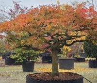 Acer palmatum 'Dissectum' - Japanse esdoorn 'Dissectum' - 2