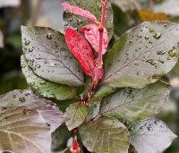 Fagus sylvatica 'Dawyck Purple' - Paarse Beuk - 1