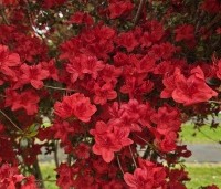 Rododendron Azalea 'Stewartstonian' - Azalea 'Stewartstonian' - 2