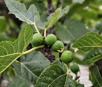Ficus carica - Vijg - 1