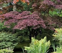 Acer palmatum 'Atropurpureum' - Japanse Esdoorn 'Atropurpureum' - 3