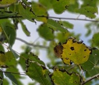 Populus tremula - Ratelpopulier - 2