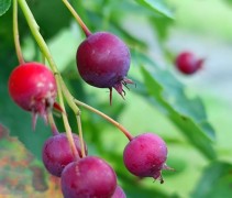Amelanchier lamarckii