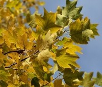 Liriodendron tulipifera - Tulpenboom - 1