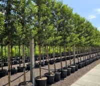 Prunus lusitanica 'Brenelia' - Portugese laurierkers 'Brenelia' - juli 2025 in volle groei