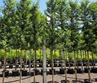 Prunus lusitanica 'Brenelia' - Portugese laurierkers 'Brenelia' - 1