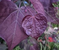 Cercis canadensis 'Forest Pansy' - Amerikaanse judasboom - 1