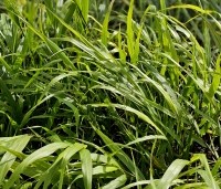 Hakonechloa macra - Japans siergras - 1