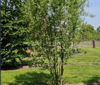 Ligustrum ovalifolium - Haagliguster - solitair struik
