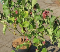 Leycesteria Formosa