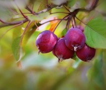 Malus Neville Copeman
