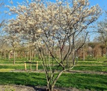 Amelanchier lamarkii op kwekerij Ten Hoven Bomen