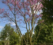Cercis Siliquastrum ofwel Judasboom in bloei
