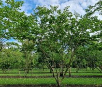 zelkova serrata