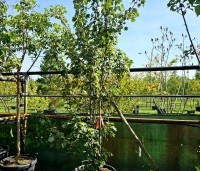 Acer rubrum - Rode Esdoorn - 3